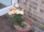 roses (1) * 2032 x 1524 * (804KB)